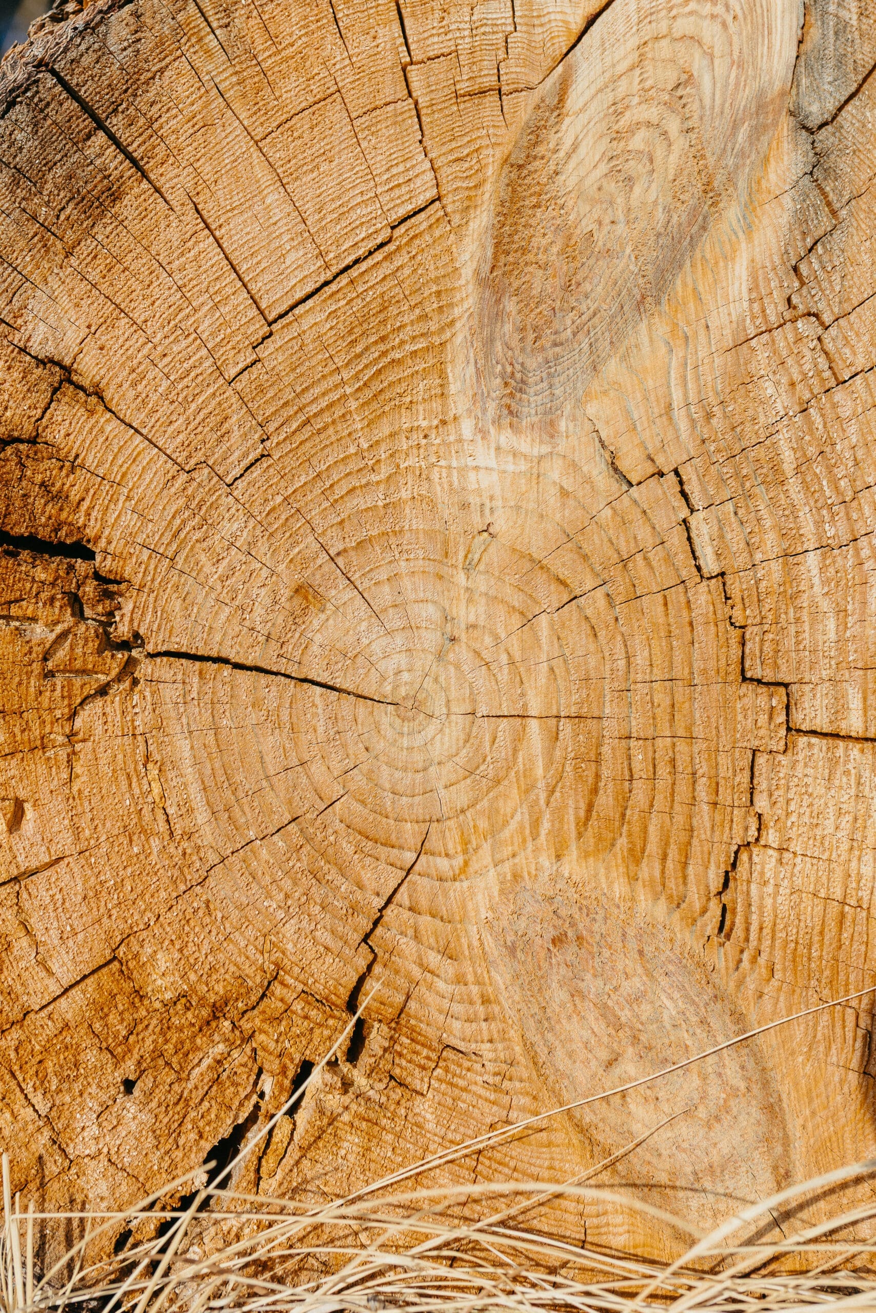 tree rings