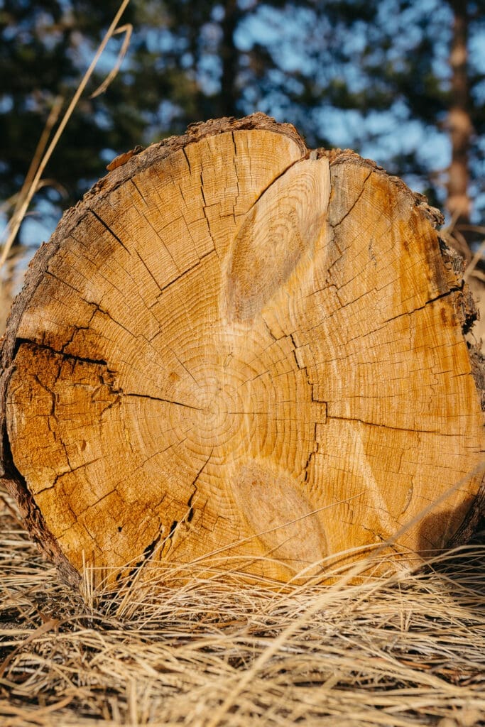 tree rings